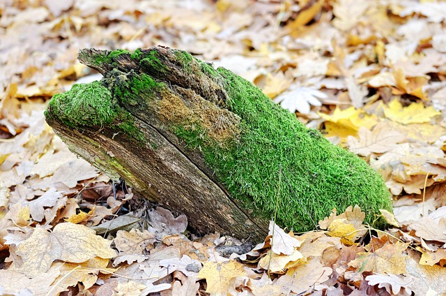 朽ちて苔が生えた木のイメージ