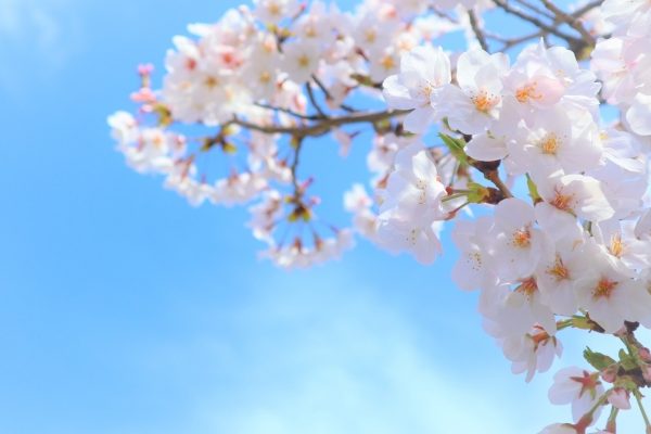 青空と桜