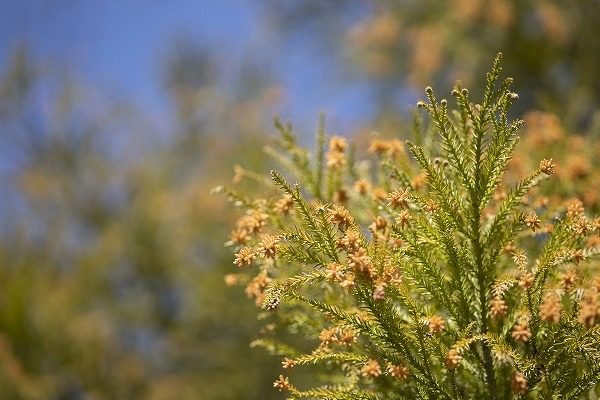 スギの木の花粉