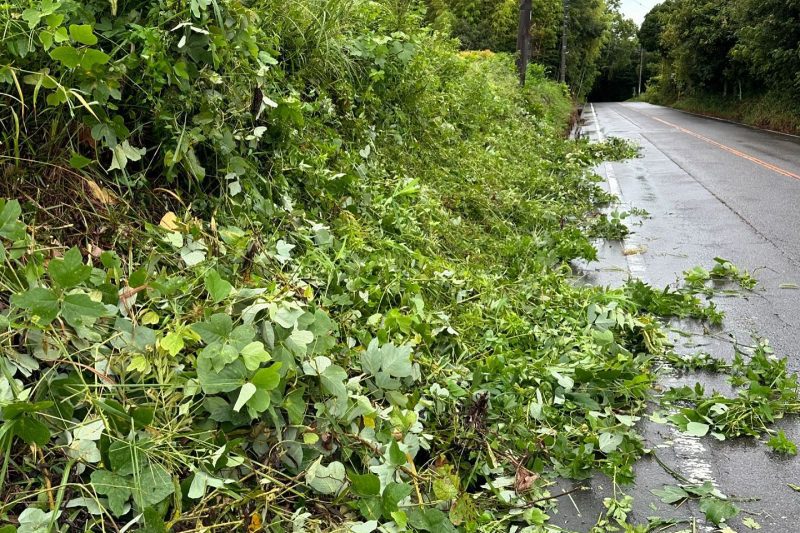 道路に樹木がはみ出ている状態の写真