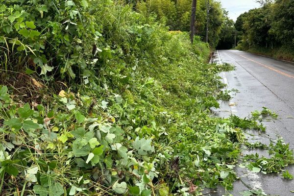 道路に樹木がはみ出ている状態の写真