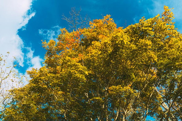 木と青空のイメージ写真byフリー素材ぱくたそ［ https://www.pakutaso.com ］